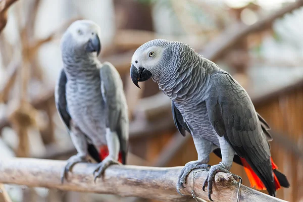 Afrikansk grå papegoja — Stockfoto