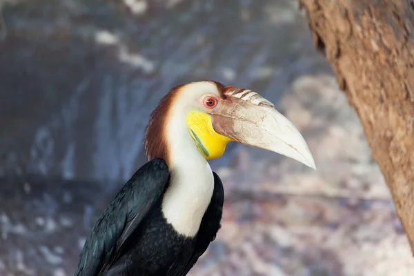 Wreathed hornbill, bird — Stock Photo, Image