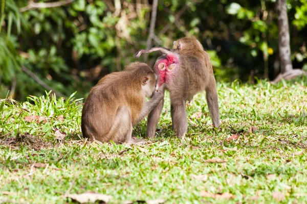 Recherche de singe pour les poux sur un autre singe — Photo