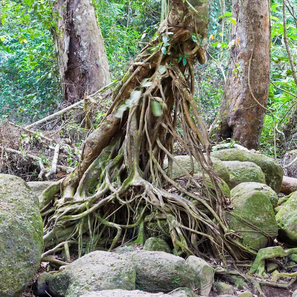 Kořen tropického stromu v lese — Stock fotografie