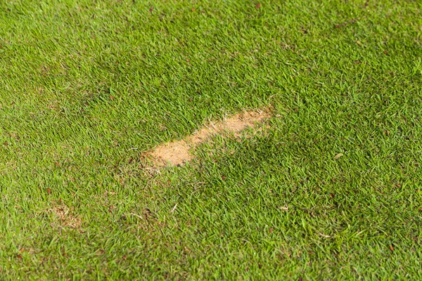 在高尔夫球场球道上的固定的草皮 — 图库照片