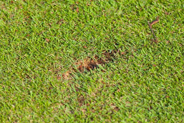 New divot on golf fairway — Stock Photo, Image