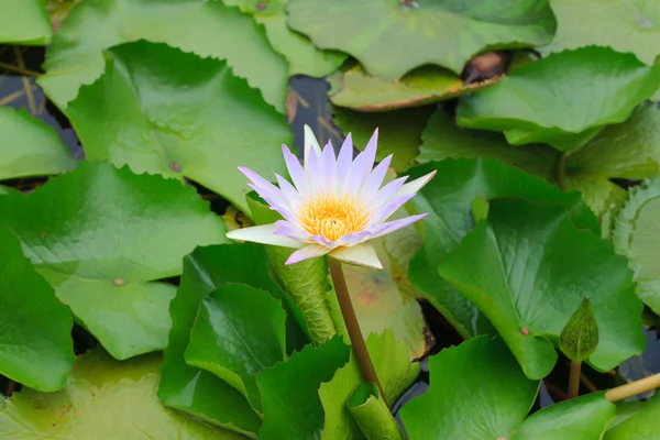 Белая лилия в озере — стоковое фото