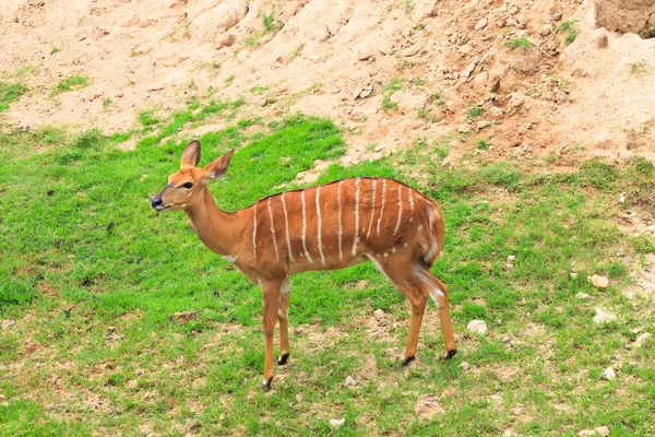 Deer on grass field — Stock Photo, Image