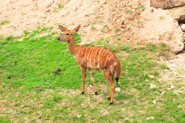 Deer on grass field — Stock Photo, Image