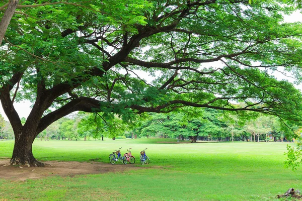 Cykel i en park — Stockfoto