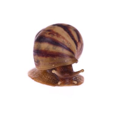 Beyaz arka plan üzerinde izole salyangoz (Amphidromus)