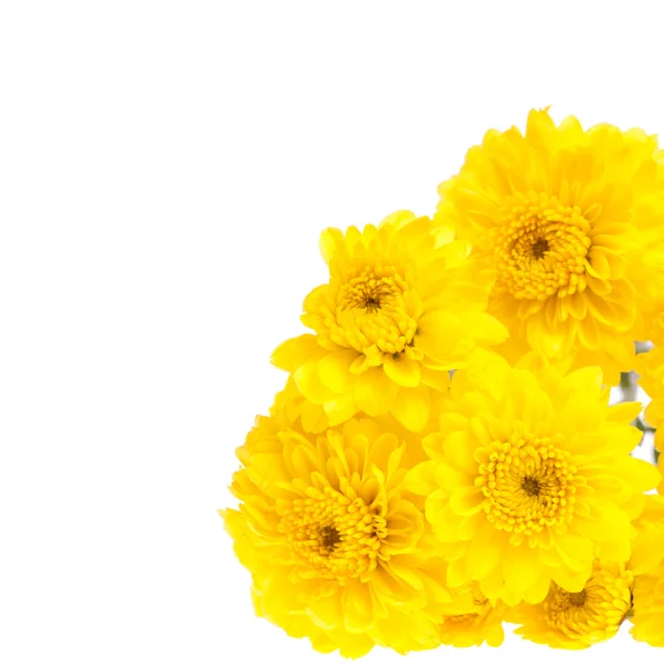 Crisântemo amarelo isolado sobre fundo branco — Fotografia de Stock