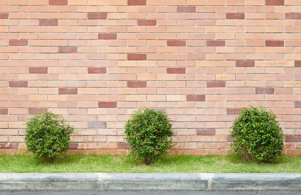 鍋にレンガ壁の背景を持つツリー — ストック写真