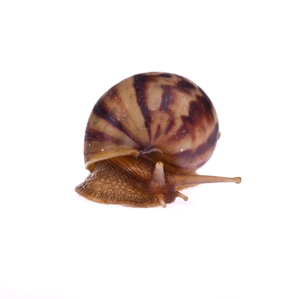 Caracol (Amphidromus) aislado sobre fondo blanco — Foto de Stock