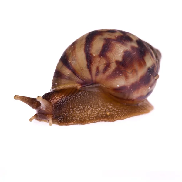 蜗牛 (蜗牛) 孤立在白色背景上 — 图库照片