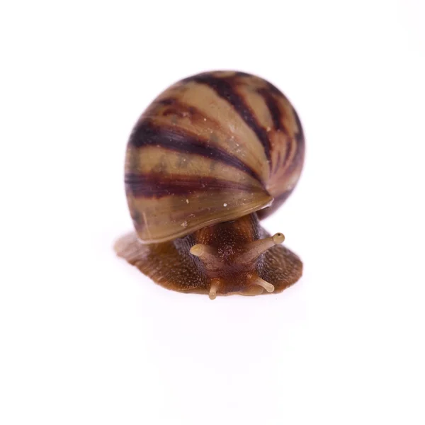 Caracol (Amphidromus) aislado sobre fondo blanco — Foto de Stock