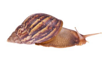 Beyaz arka plan üzerinde izole salyangoz (Amphidromus)