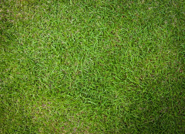 Fresh grass floor — Stock Photo, Image