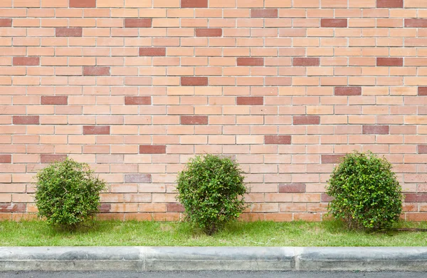 Tre i gryte med mursteinsbakgrunn – stockfoto