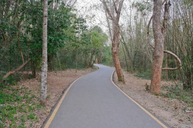 Ormanda yol