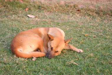 Tay köpek çim bahçesinde uyku