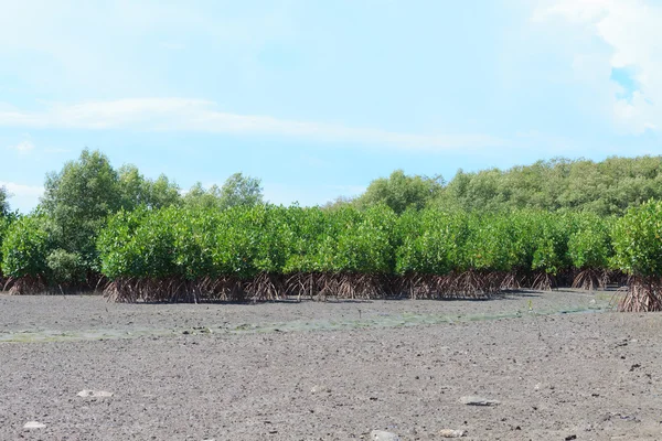 Bosque de manglares durante la marea baja — Foto de Stock