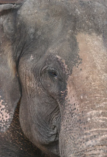 Elephant Close up — Stock Photo, Image