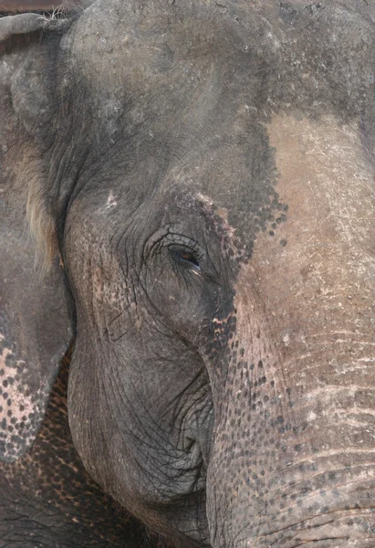 Elefant aus nächster Nähe — Stockfoto