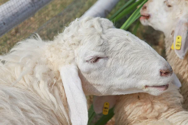 Weiße Schafe auf einem Bauernhof — Stockfoto
