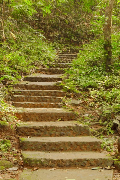 Escadas de pedra em uma floresta — Fotografia de Stock