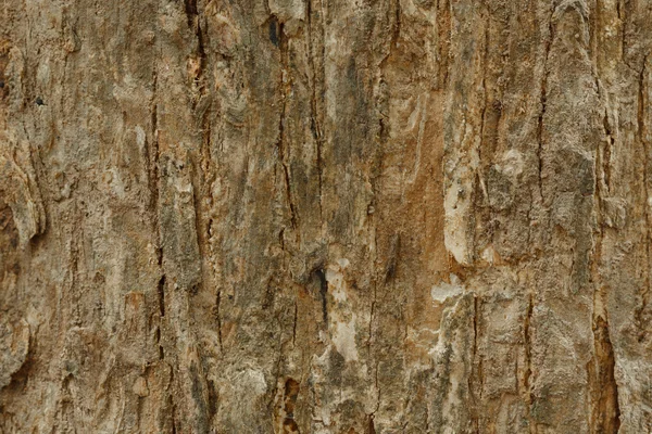 Struttura della corteccia dell'albero — Foto Stock