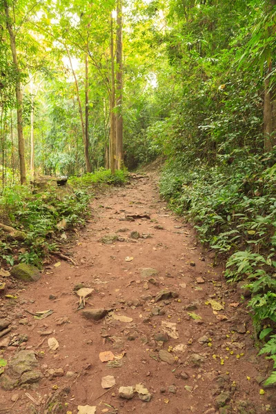 Sentier pédestre dans la forêt — Photo