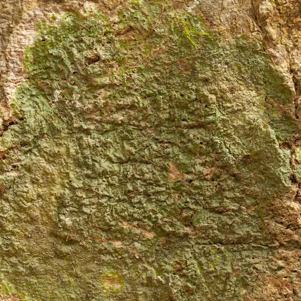 Struttura della corteccia dell'albero — Foto Stock