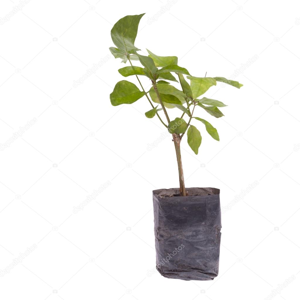 Small tree in planting bag isolated on white background
