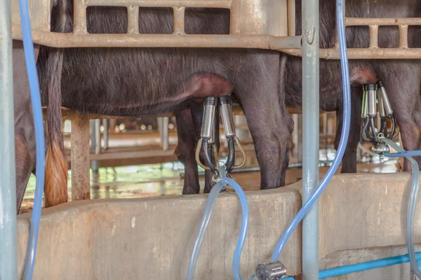 Buffalo being milked by milker machine — Stock Photo, Image