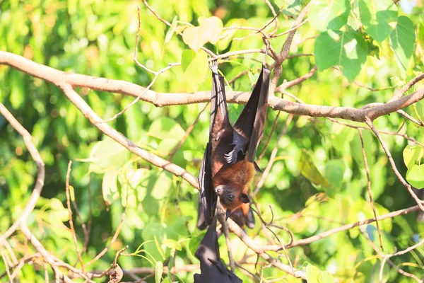 Flying fox — Stock fotografie