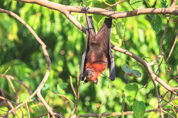 Flying fox — Stock fotografie