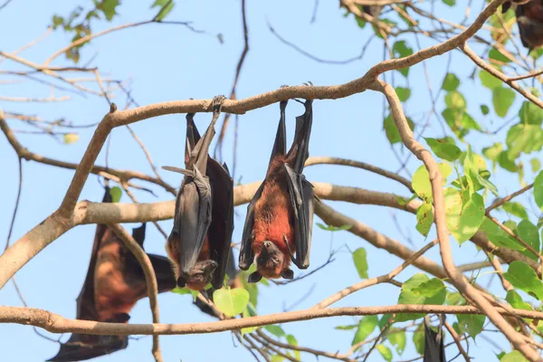 Zorro volador — Foto de Stock