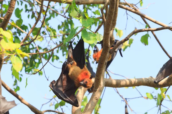 Flying fox — Stockfoto