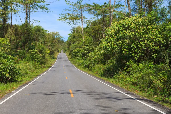 Route en forêt — Photo