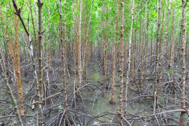Tayland 'daki Mangrove Ormanı