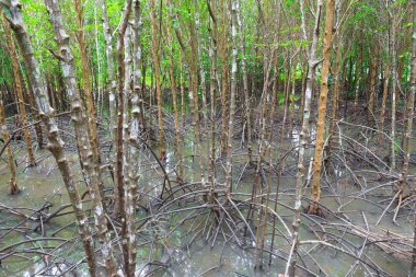 Tayland 'daki Mangrove Ormanı