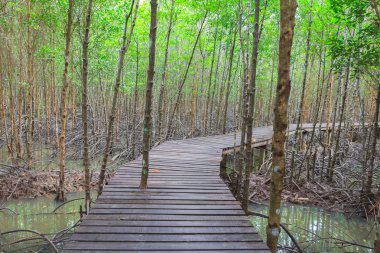 mangrov orman içinde ahşap köprü