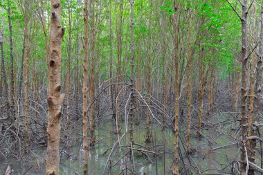 Tayland 'daki Mangrove Ormanı