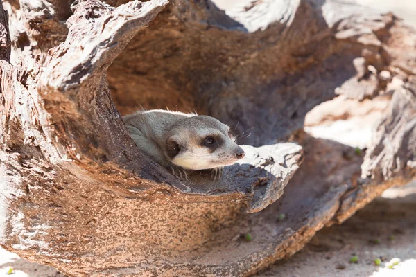 Meerkat. — Fotografia de Stock