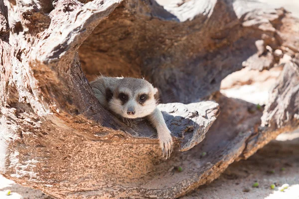 Erdmännchen — Stockfoto