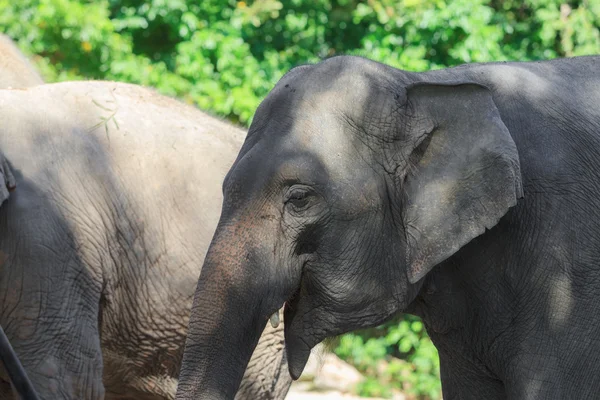 Nahaufnahme eines indischen Elefanten — Stockfoto
