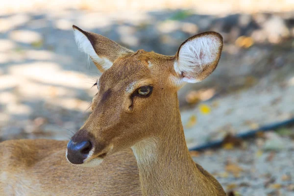 Cervo di Eld — Foto Stock