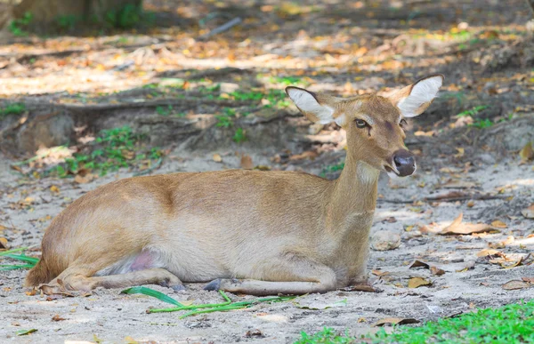 Eldss Deer — Stockfoto