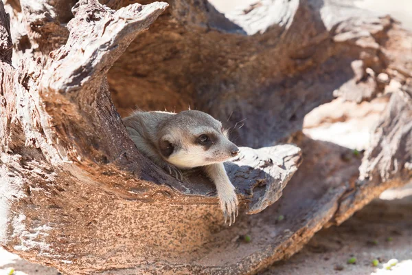 Erdmännchen — Stockfoto