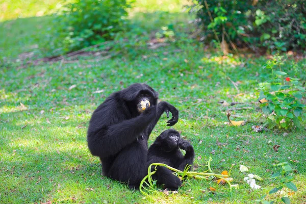 Siamang (Symphalabgus syndactylus) ) — Foto de Stock