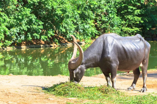 Agua búfalo comer hierba —  Fotos de Stock