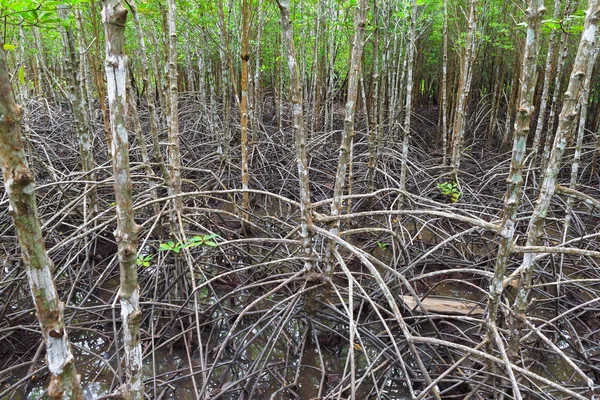 Mangrovový les v Thajsku — Stock fotografie