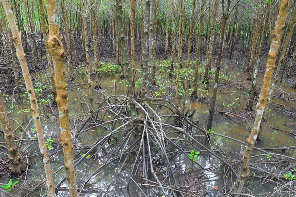 Foresta di mangrovie in Thailandia — Foto Stock